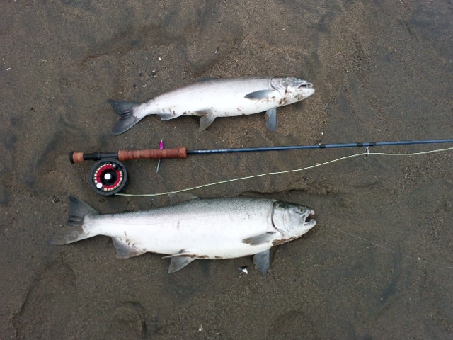 coho brad 2012 1