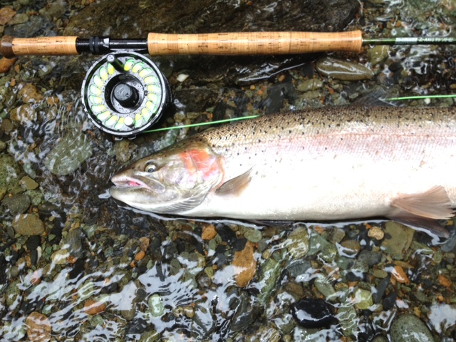 steelheadnumber2
