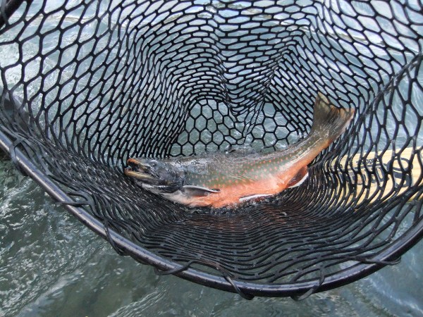 fall dolly kenai.jpg fall dolly kenai.jpg