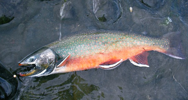 More on AFFG Custom Beads - Beads, How To's - Alaska Fly Fishing Goods