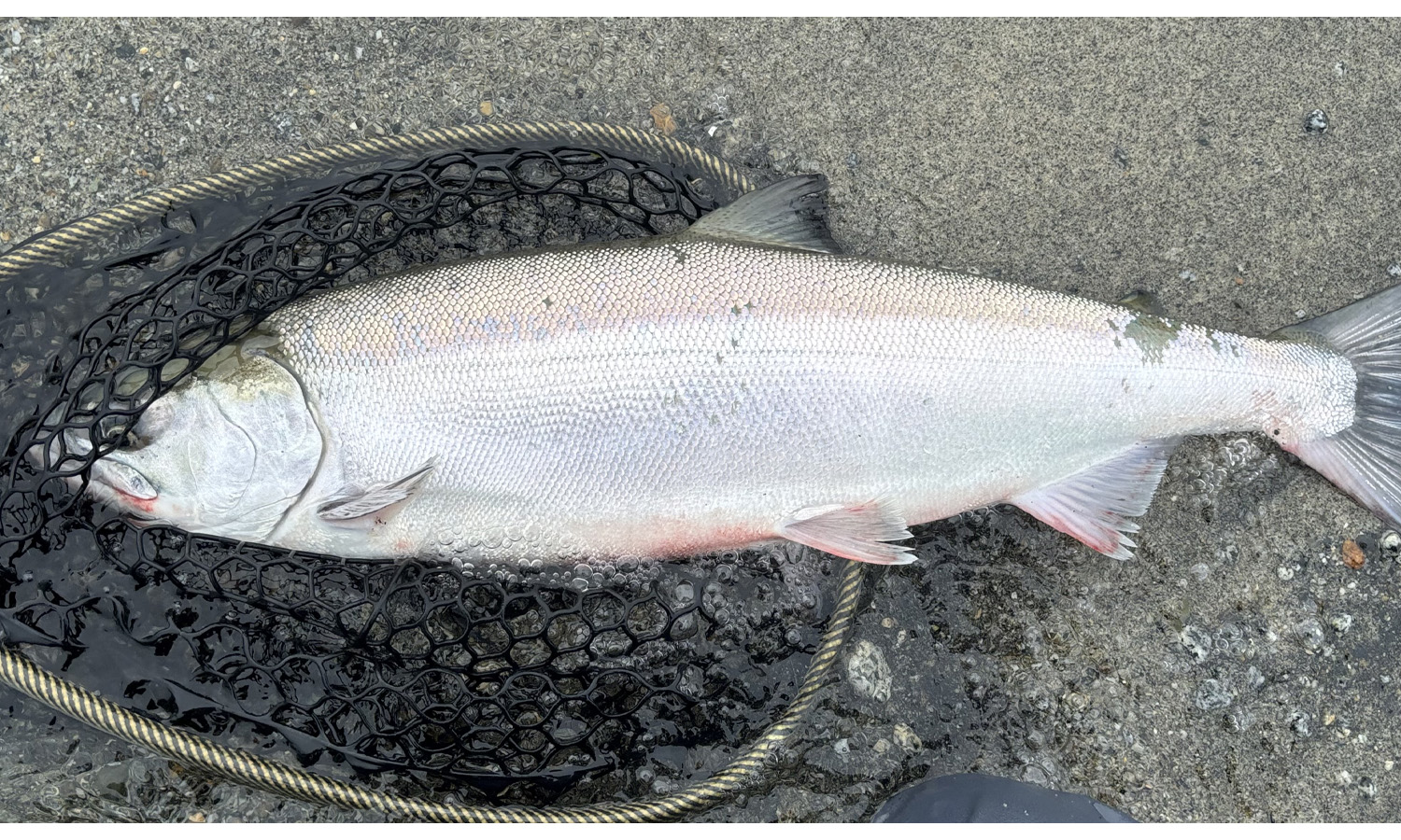 Aidan Conor CHROME Salmon