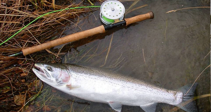 Switch Rods - Why You Need One - Switch Gear & Casting - Alaska Fly Fishing  Goods