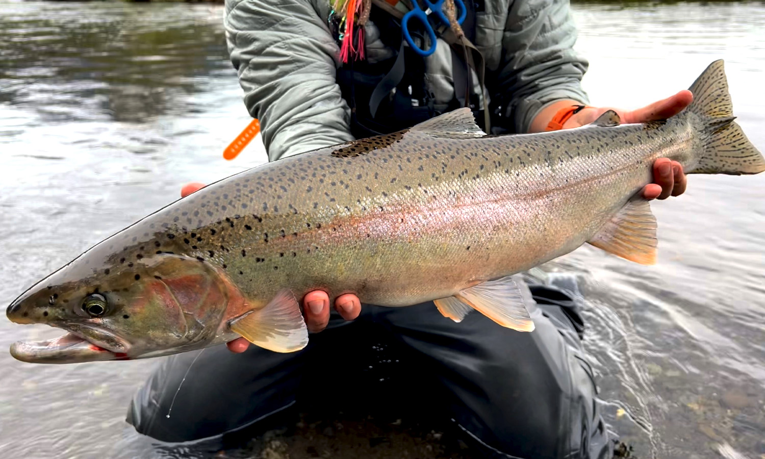 Ben Steelhead 2025