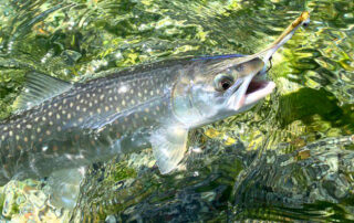 juneau fly fishing report