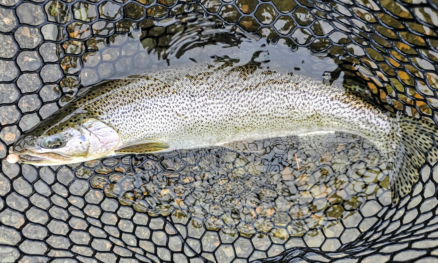 Cory Big Bead Cutty 2025