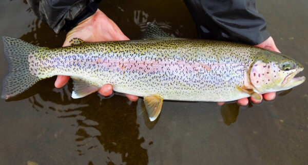 Fly Fishing on Your Alaska Cruise - Alaska Fly Fishing Goods