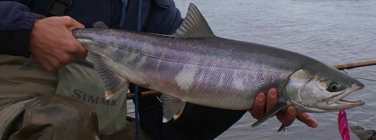 Meet the Fish: Chum Salmon - Alaska Fly Fishing Goods