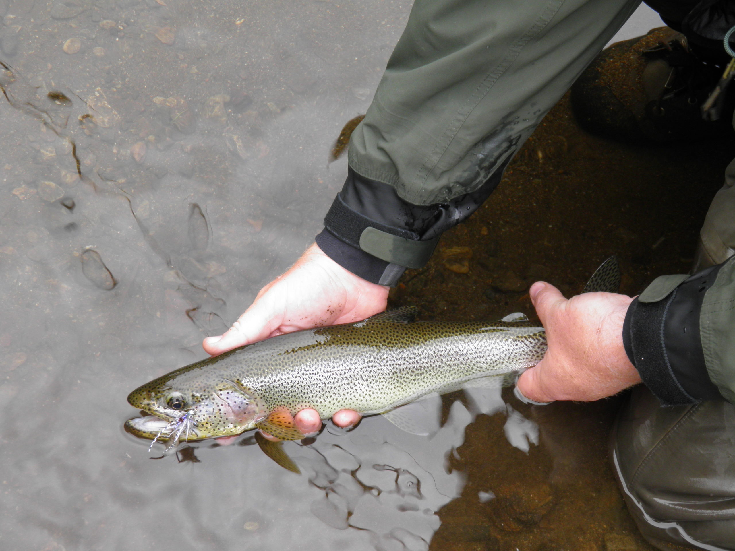 Cutthroat Trout | Alaskan Fish | Alaska Fly Fishing Goods