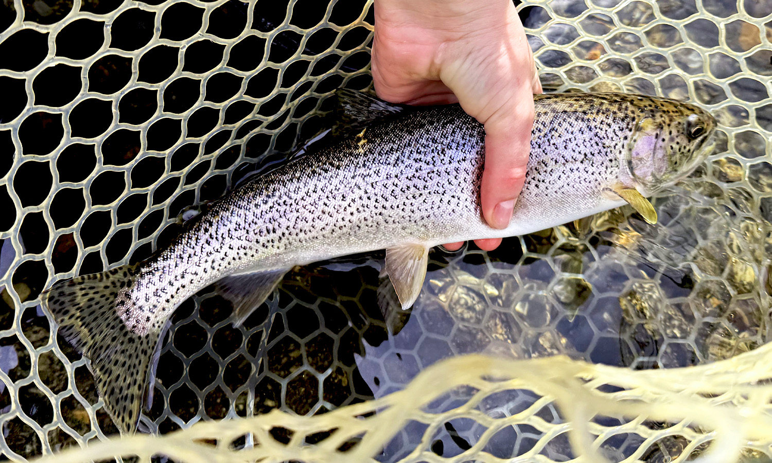Freshwater Cutty Cowee Creek