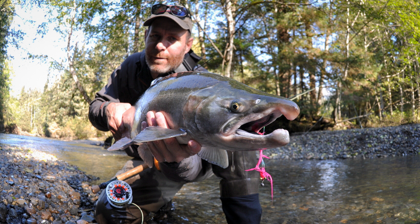 How to Go Fly Fishing for Salmon