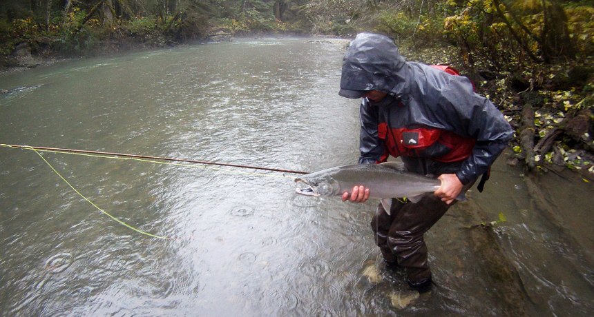 Meet the Fish: Silver Salmon - Alaska Fly Fishing Goods