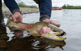 Mousing Rainbow Trout Alaska