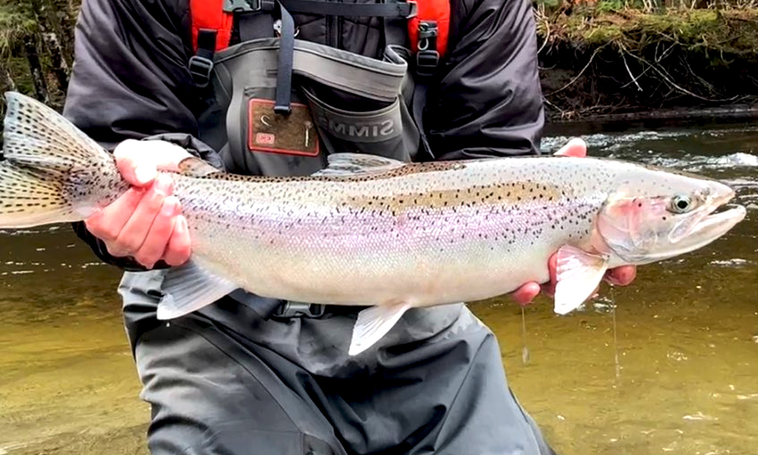 Jack Brennell 2025 First Steelhead