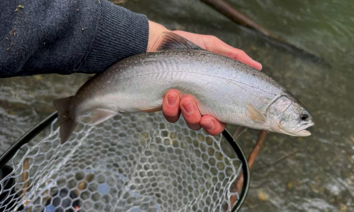 Karson Montana Creek Dolly