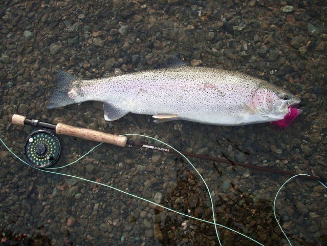 Rainbow Trout, Alaskan Fish