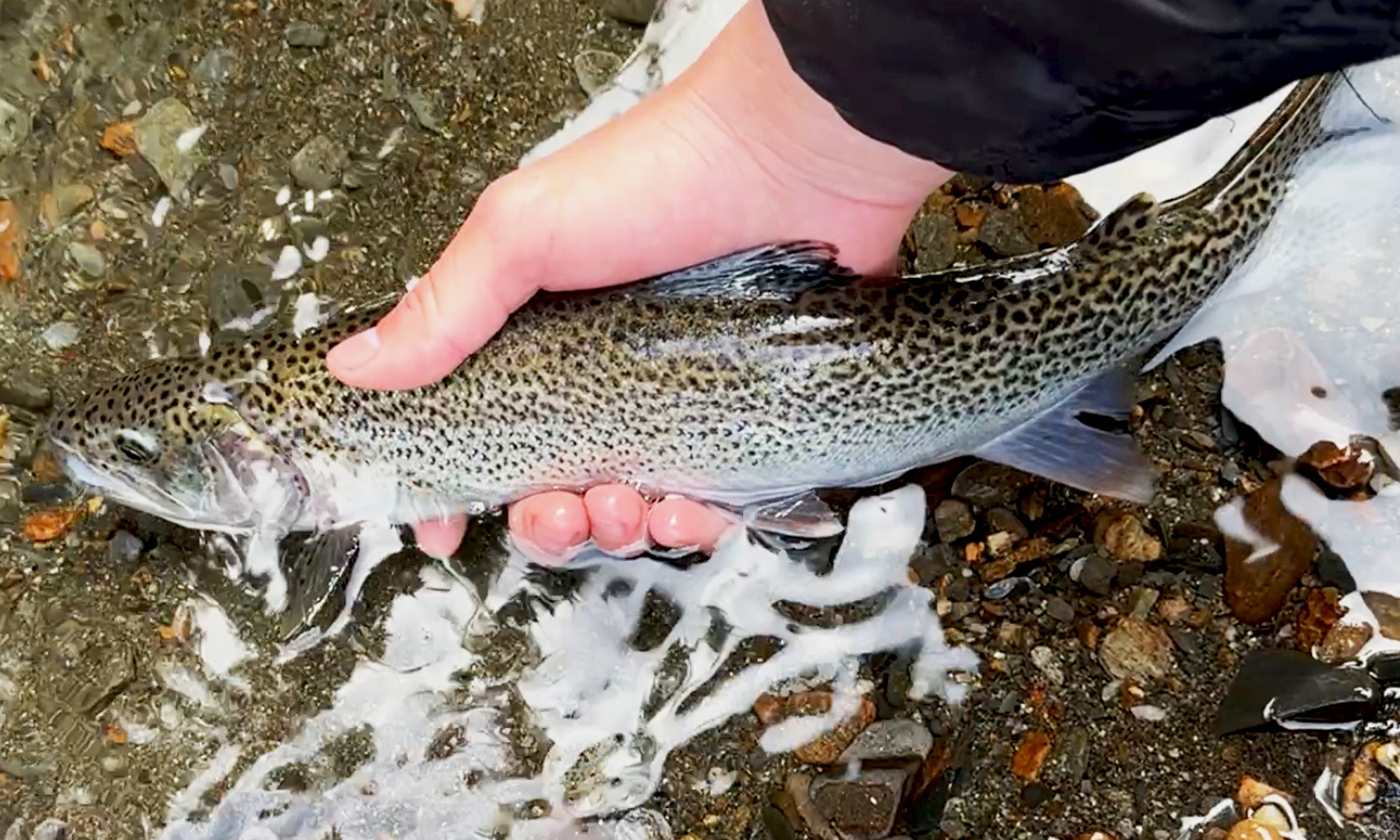 Montana Creek Cutty