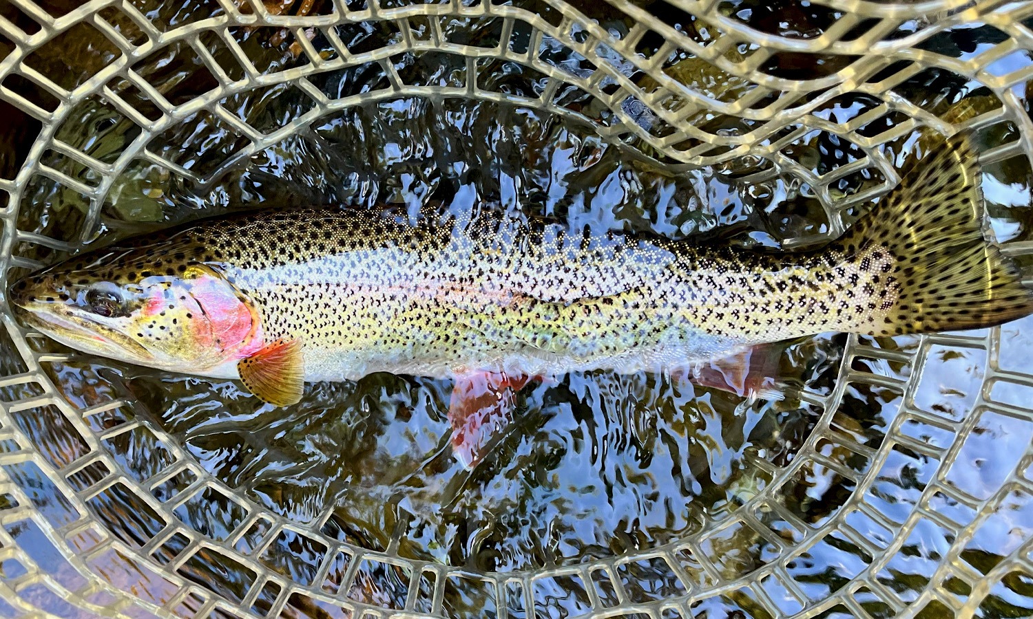 Nate Obrien Gorgeous Cutty