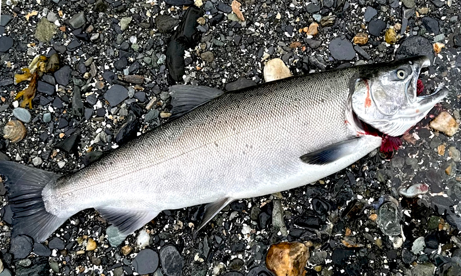 Patrick Brandon First Coho at Sheep 2025
