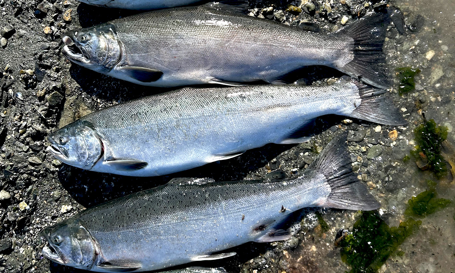 Robin Dale Partial Coho Limit