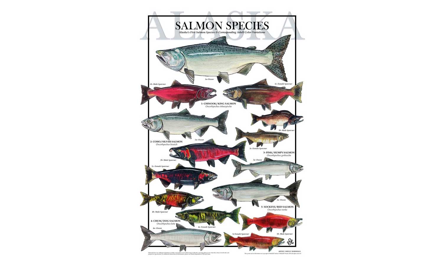 New book features Alaska salmon stories