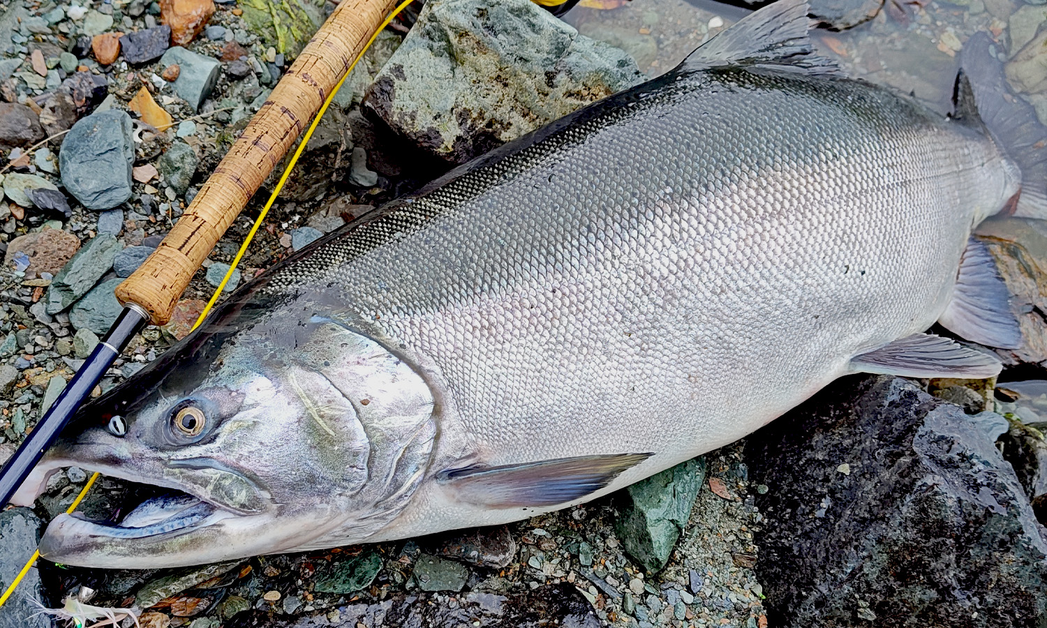 Stuart Helmintoller Sheep Creek Coho