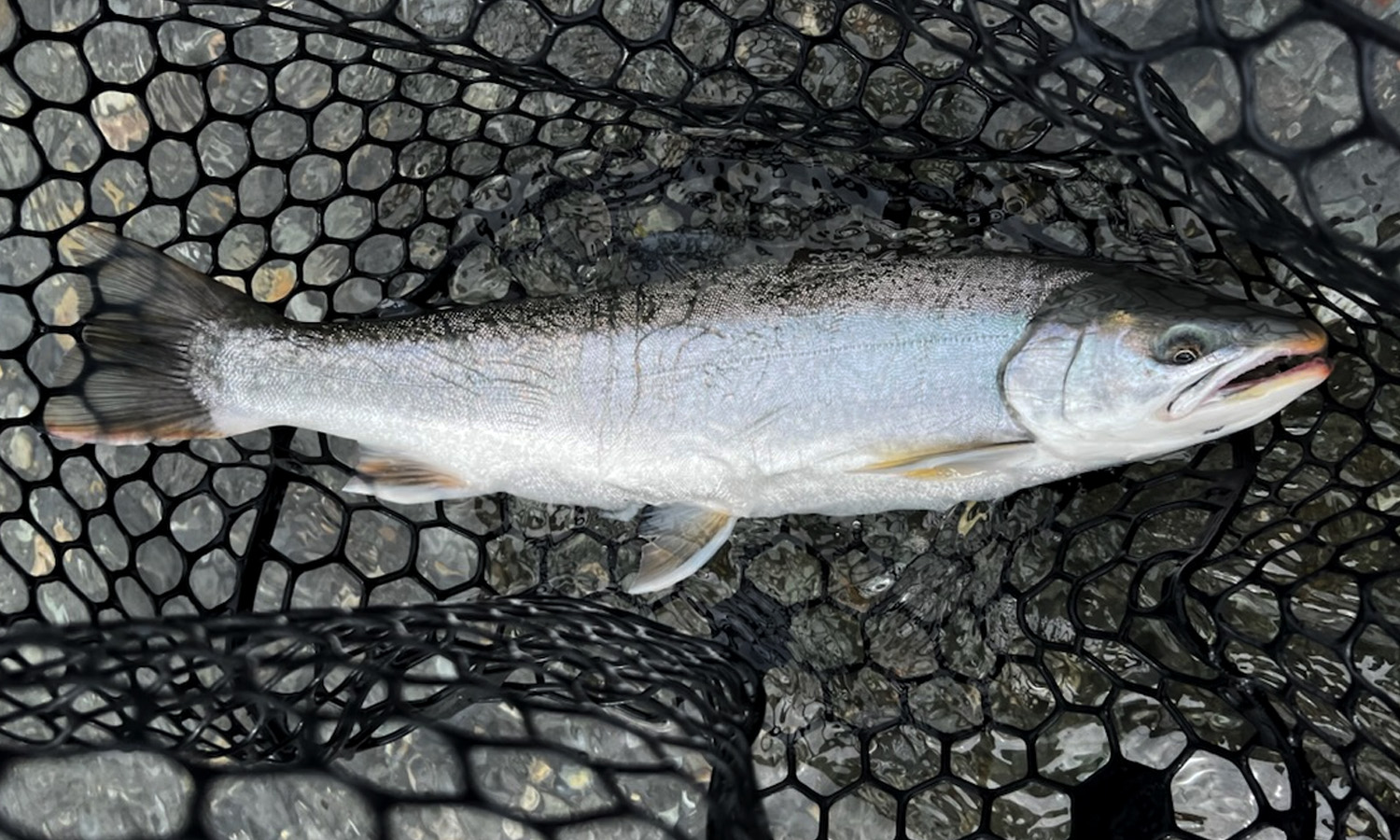 TS Gagger Sheep Creek Dolly