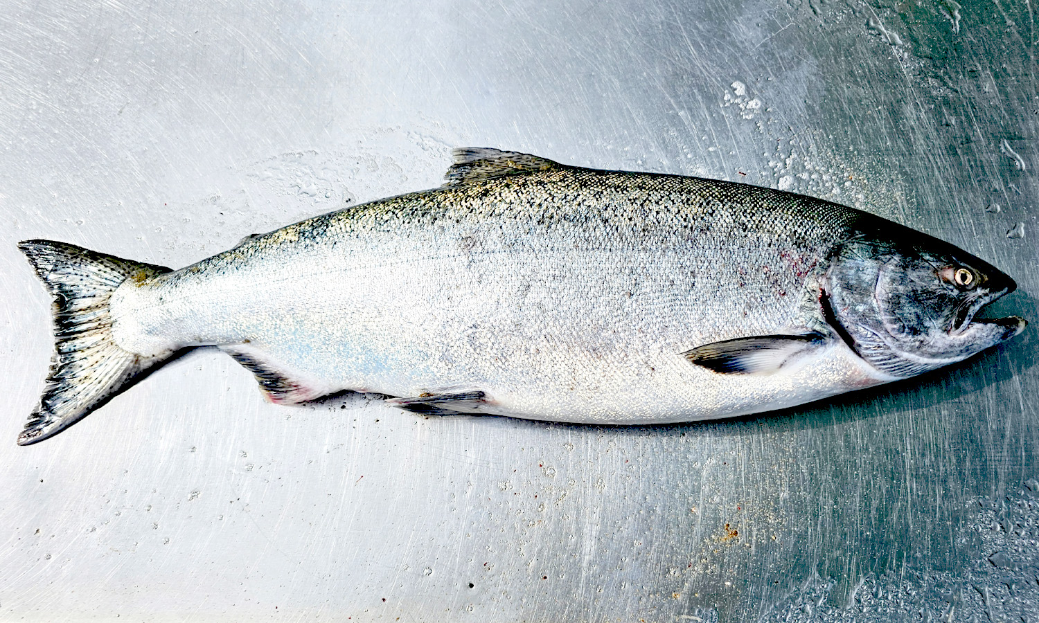 Tasty White King
