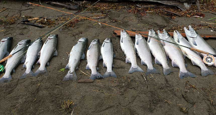 Fish Report 9-3-20 - Juneau - Alaska Fly Fishing Goods