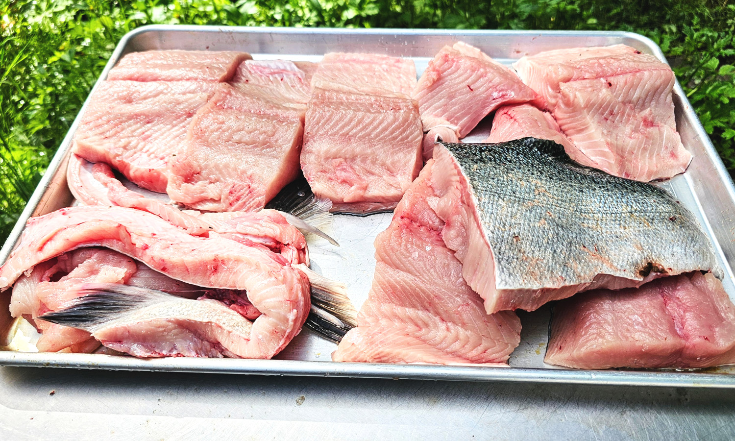 White King Fillets