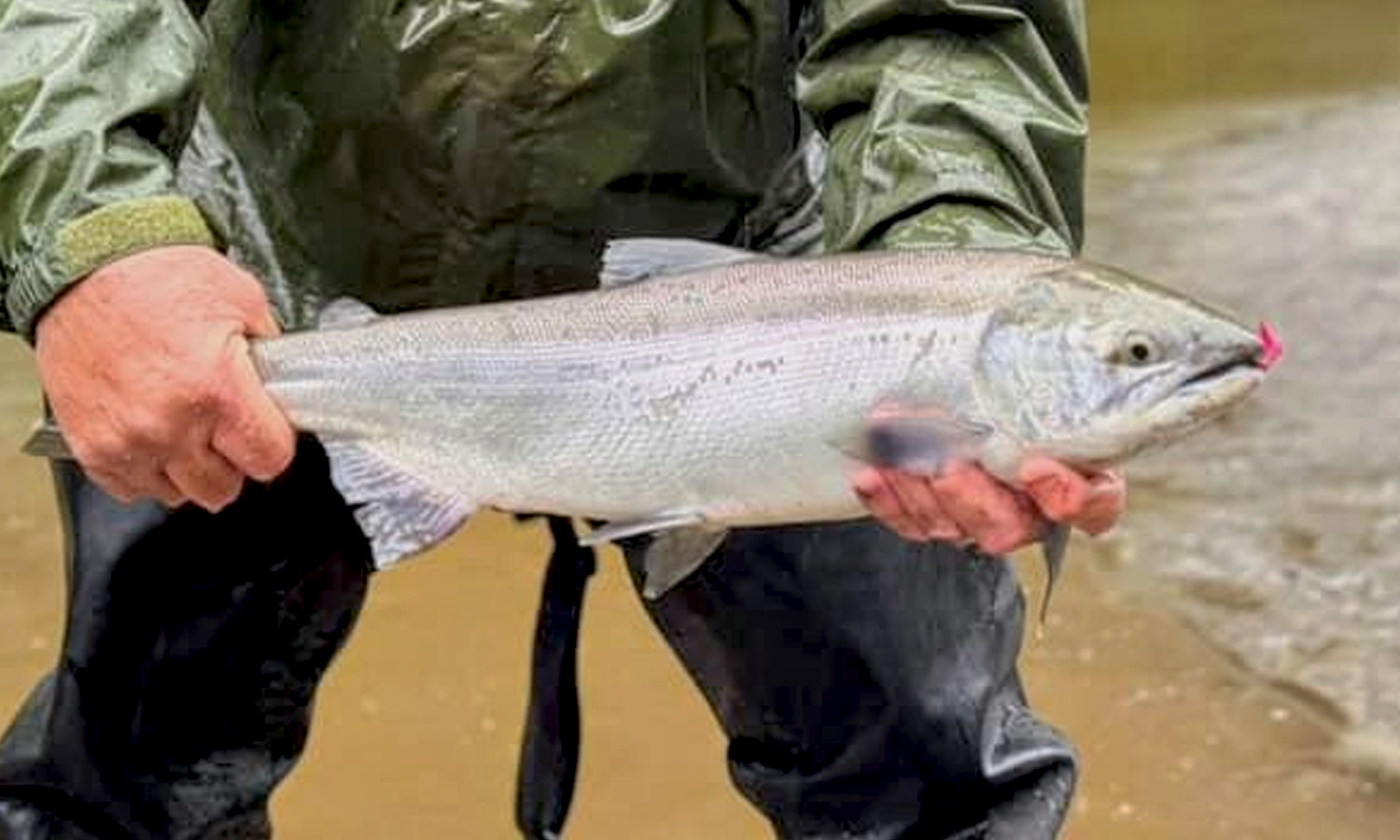 Windfall Sockeye 2025