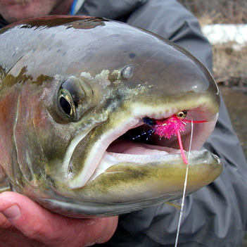 The Habit of Finding Steelhead in All Conditions - Wet Fly Swing
