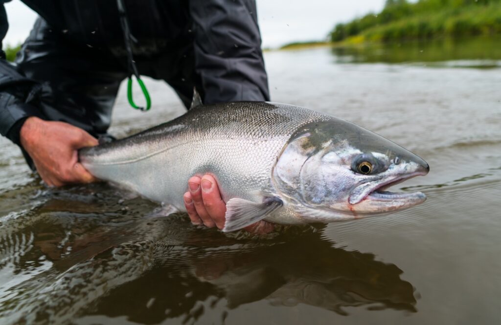 Silver Salmon - Alaska Outdoors Supersite
