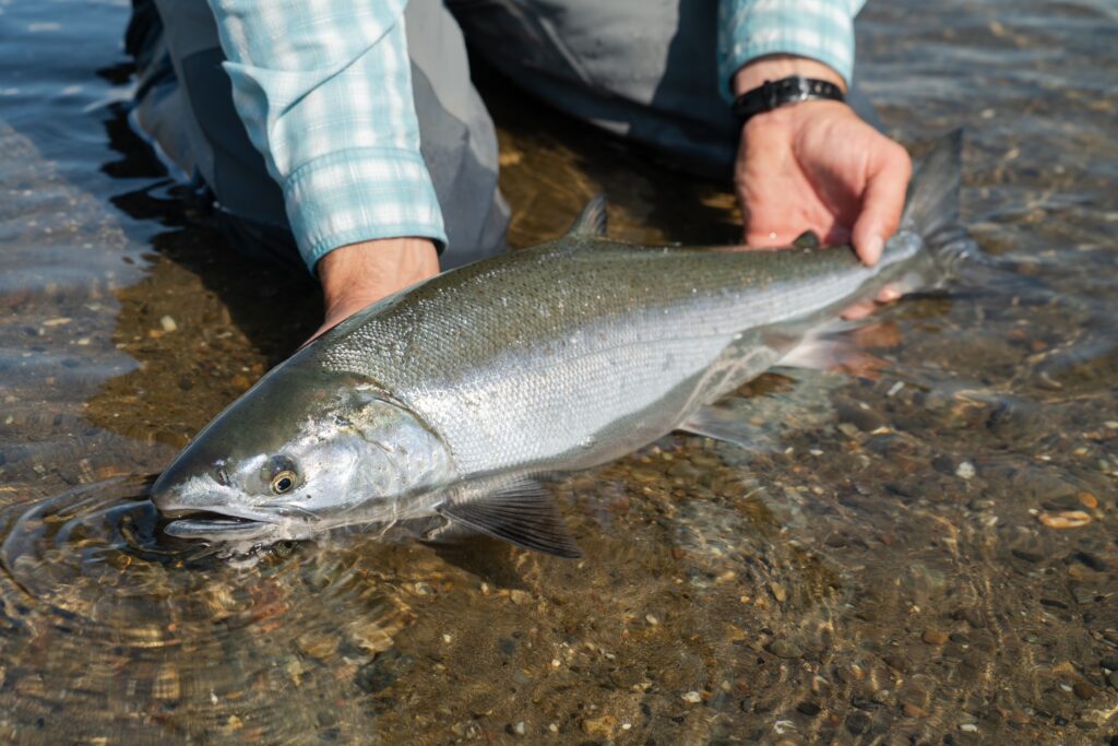Top 3 Silver Salmon Destinations in Alaska