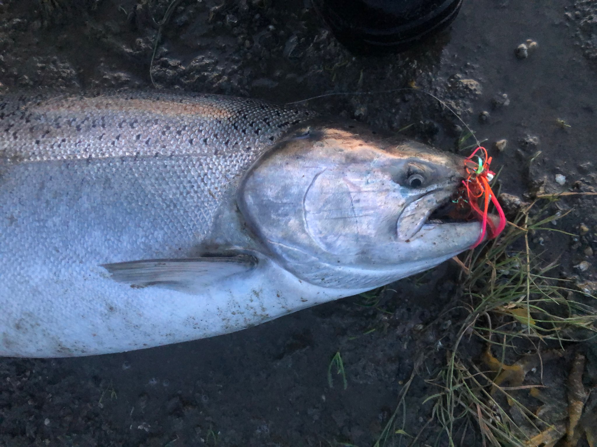 Meet the Fish: King Salmon - Alaska Fly Fishing Goods